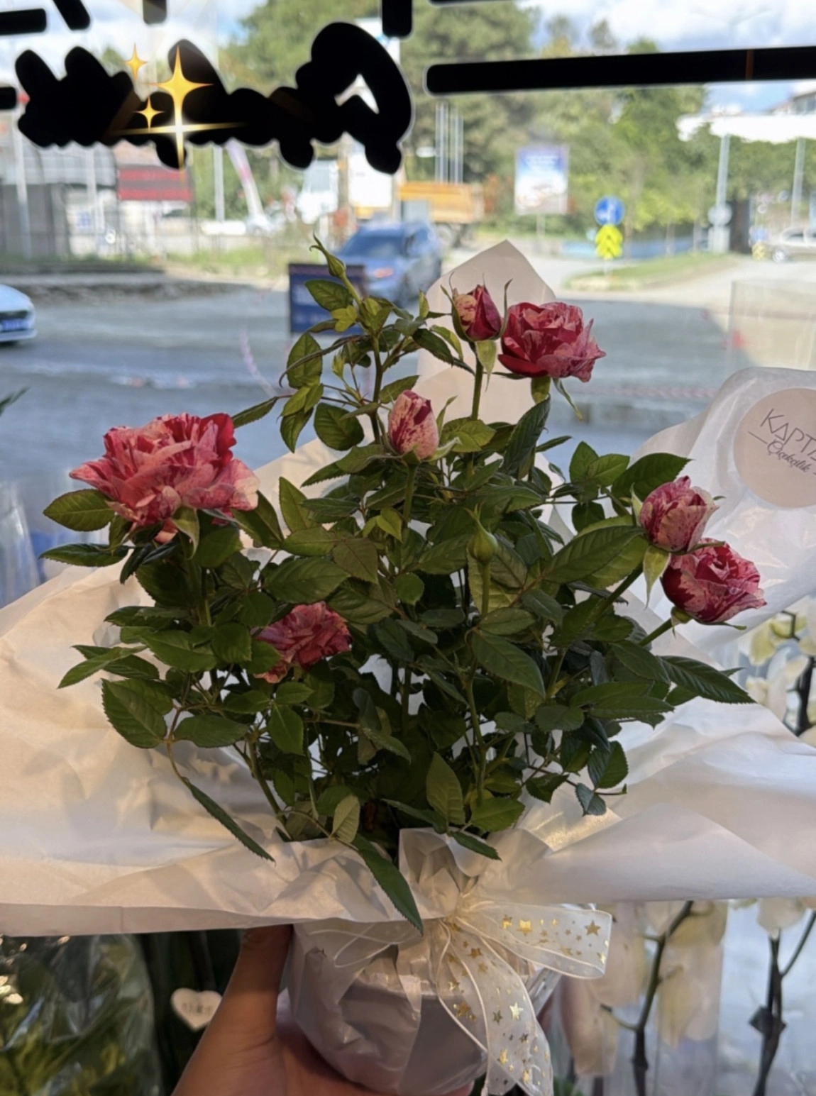 Gül Ithal Saksı