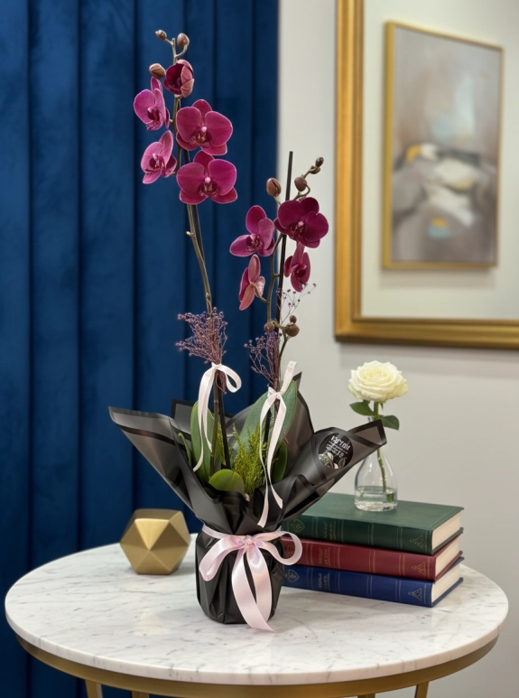 Çift Dal Mor Orkide