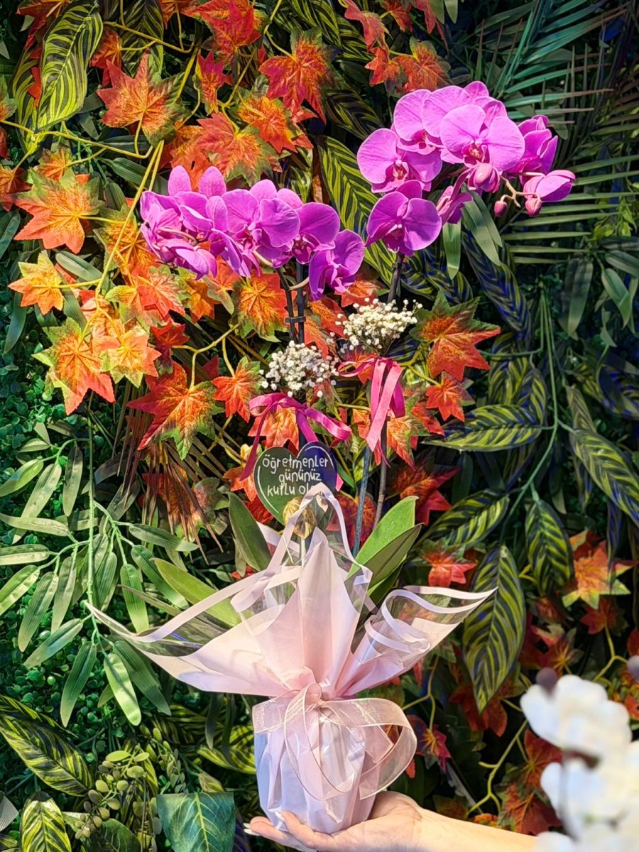 Çift Dallı Mor Orkide