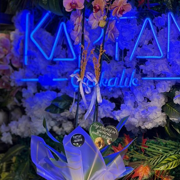 Çift Dallı Pembe Orkide