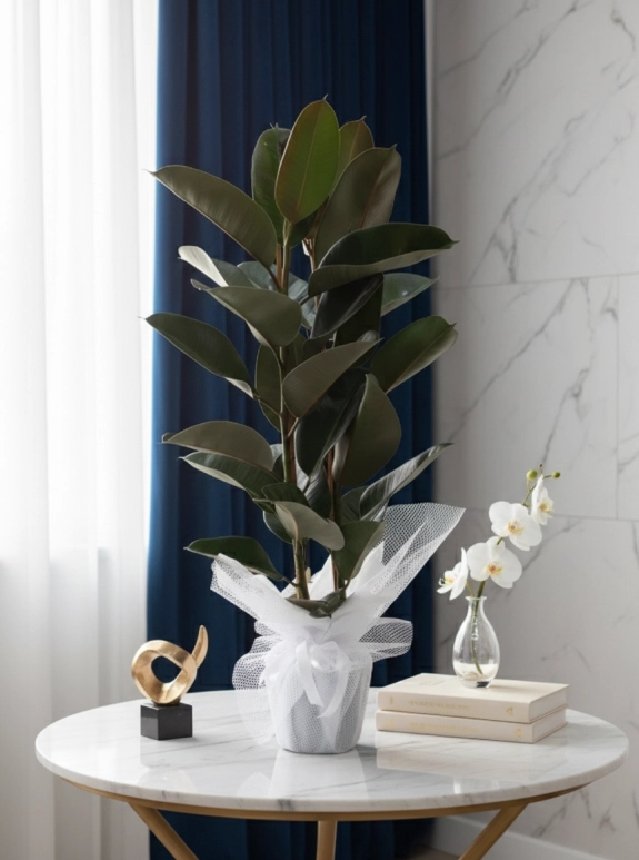 Kauçuk Tekli̇ Saksi Çi̇çeği̇