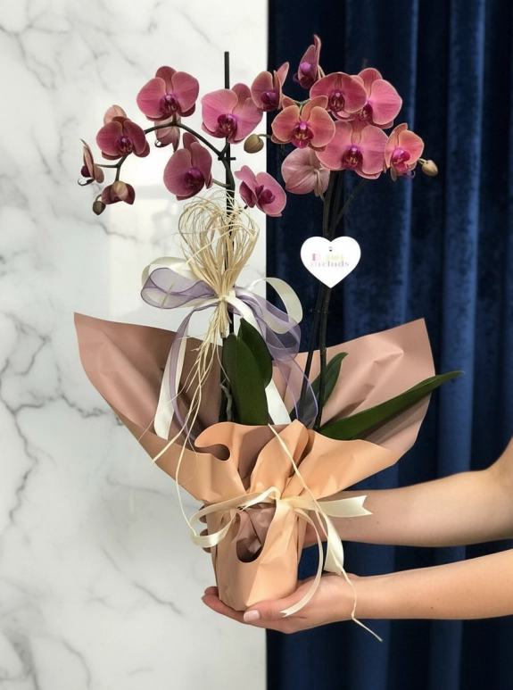 Renkli̇ Orki̇de Çi̇ft Dal