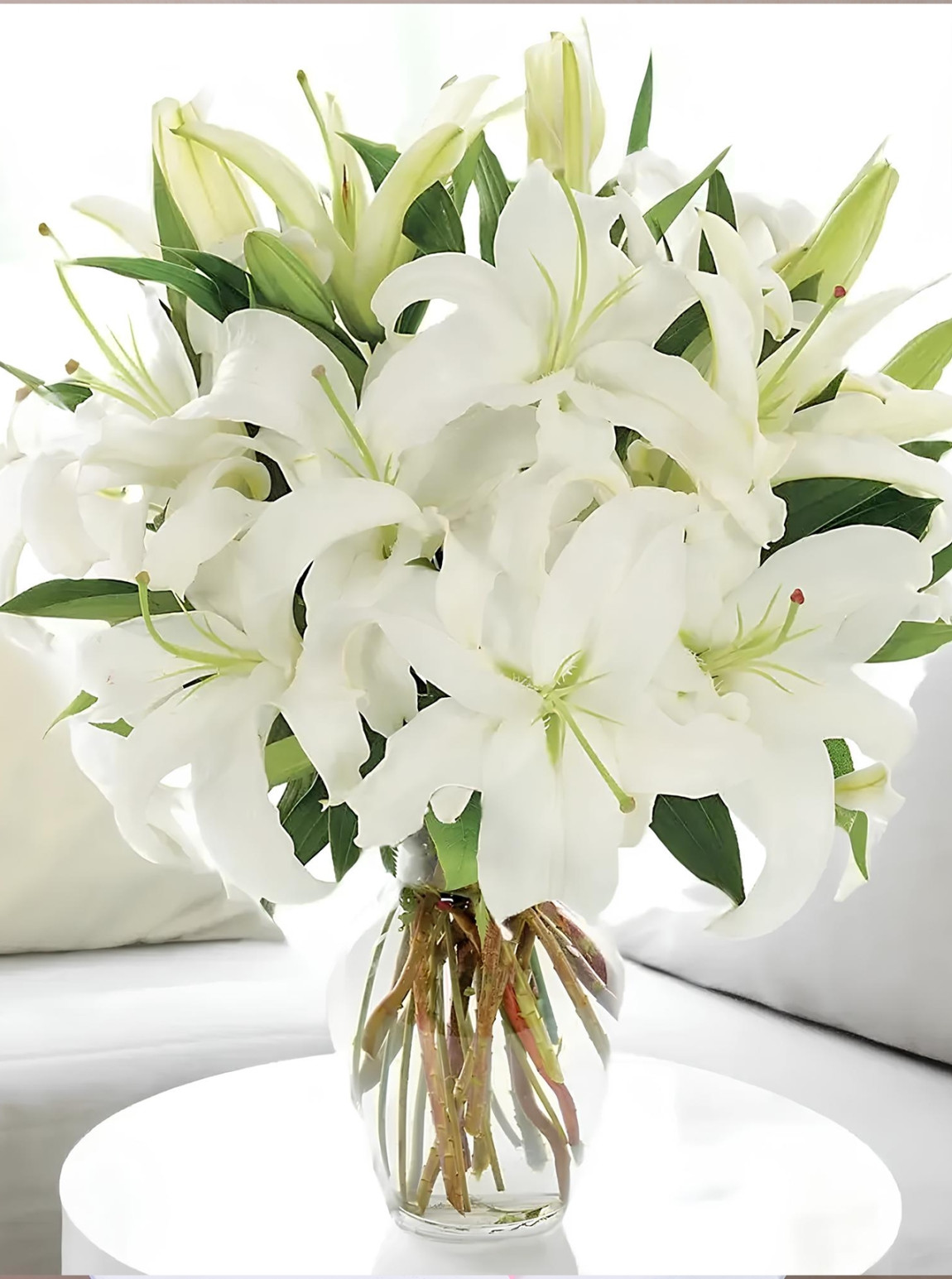 Vazoda Büyük Boy Lilyum